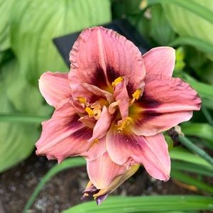 Meet your Posher, Laura